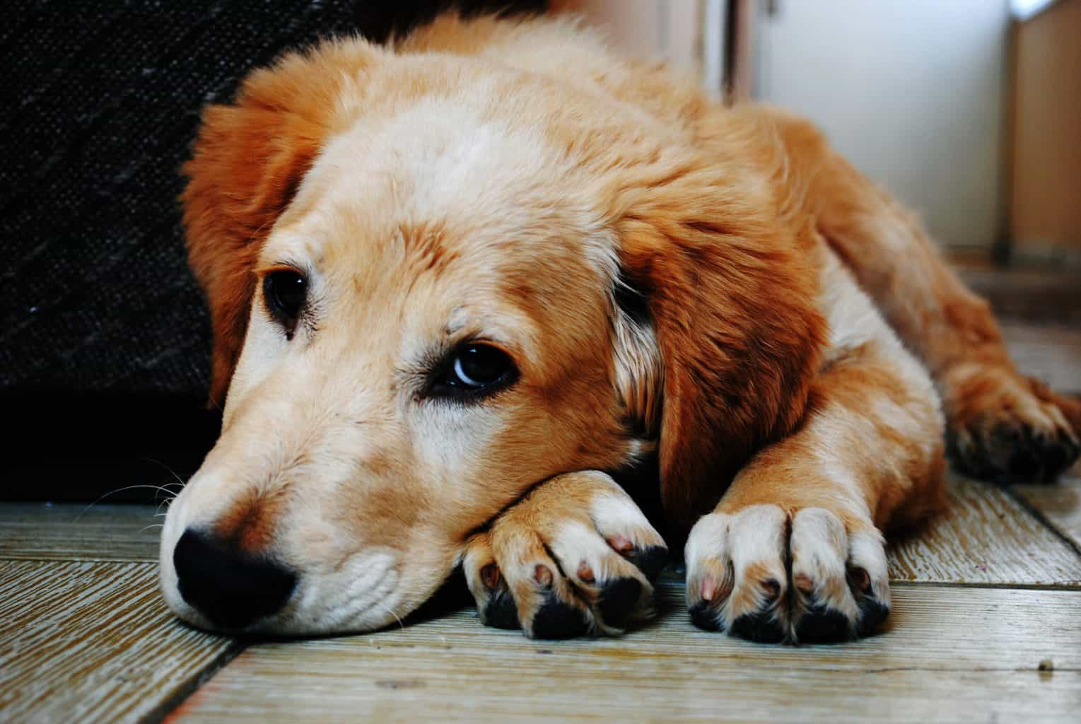 mop solution for dog urine